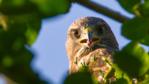Buzzard in flight