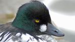 Goldeneye drake calling and wing-flapping