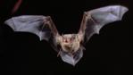 Noctule bat in flight and showing its teeth