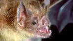 Close-up of a vampire bat showing teeth