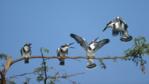 A family of pied kingfishers perched along a branch