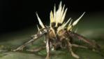 Moth that's been killed by an entomopathogenic fungus