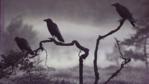 Crows on tree branches in fog