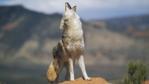 Coyote howling from high point on red sandstone