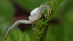 A golenrod crab spider on a flower
