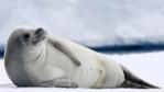 A crabeater seal lying on ice