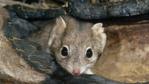 Head portrait of a mulgara