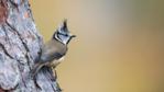 Crested tit perched on branch