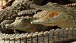 A group of Nile crocodiles close together