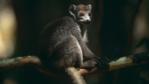 Crowned lemur sitting on a branch