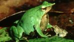Darwin's frog with its young