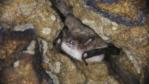 Daubenton's bat hibernating in a sandstone cave