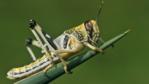 A subadult desert locust perched on a plant spine