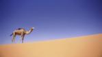 Dry tolerant