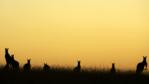 Small group of kangaroos silhouetted at sunset