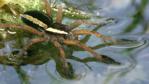 Raft spider in ripple detection posture