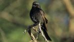 Fork tailed drongo perched on a branch