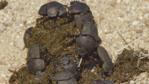 Dung beetle group on elephant excrement, South Africa