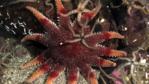 Common sunstar and a brittlestar on the seabed