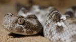 Close-up of saw-scale viper