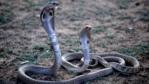 Two cobras