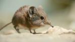 Elephant shrew on a sandy rock