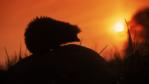 Silhouette of a European hedgehog at sunset
