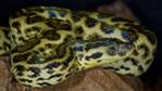 Yellow anaconda snake