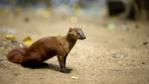 A northern ring-tailed mongoose