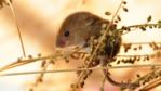Harvest mouse climbs on a grass seed head