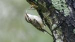 Treecreeper clinging onto a tree trunk