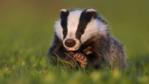 Badger cub in evening light
