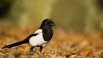 A magpie on the ground