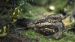 Female nightjar on nest