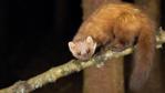 Pine marten on a branch