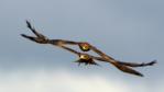 Yellow-billed kites chasing each other
