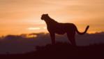 A standing cheetah in silhouette at dawn