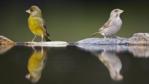 Male and female greenfinch by water