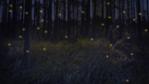 Group of fireflies in a forest