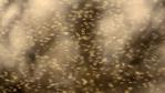 A swarm of non-biting midge flies
