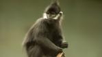 A Francois' langur sitting on a tree stump