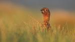 A male red grouse amongst grass