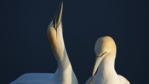 Northern gannet courtship display