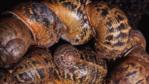 A group of garden snails hibernating together