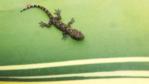 A gecko on a leaf