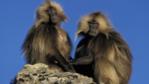 Two male gelada baboons sitting on a rock