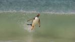 Gentoo penguin surfing into shore on a wave