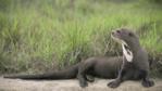 Giant otter resting on river bank