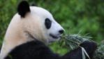Giant panda eating bamboo
