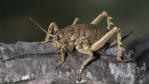 A female Cook Strait giant weta